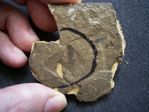 Insektenfossil aus dem Oligozän