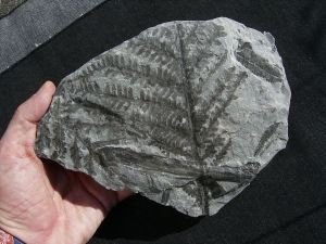 Pflanzenplatte aus Sobernheim