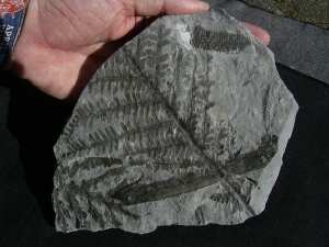 Pflanzenplatte aus Sobernheim