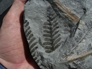 Pflanzenplatte aus Sobernheim