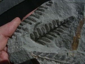 Pflanzenplatte aus Sobernheim