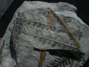 Pflanzenplatte aus Sobernheim