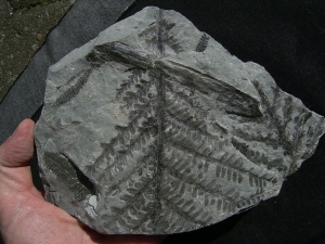 Pflanzenplatte aus Sobernheim