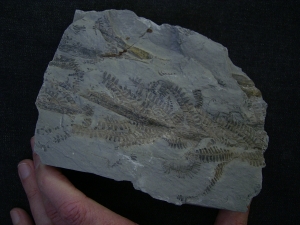 Pflanzenplatte aus Sobernheim