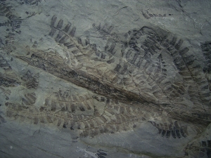 Pflanzenplatte aus Sobernheim