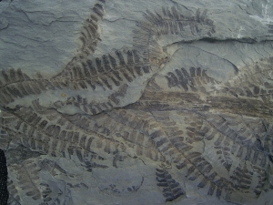 Pflanzenplatte aus Sobernheim