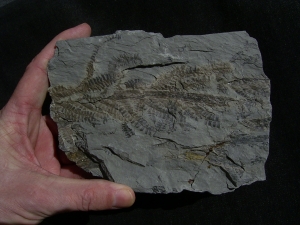 Pflanzenplatte aus Sobernheim