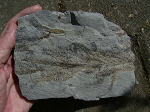 Pflanzenplatte aus Sobernheim