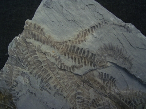 Pflanzenplatte aus Sobernheim