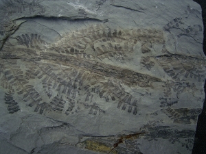 Pflanzenplatte aus Sobernheim