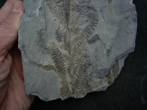 Pflanzenplatte aus Sobernheim