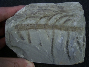 Pflanzenplatte aus Sobernheim