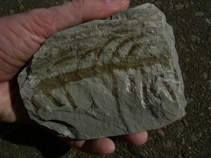 Pflanzenplatte aus Sobernheim