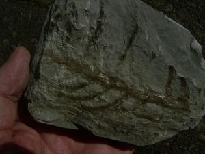 Pflanzenplatte aus Sobernheim