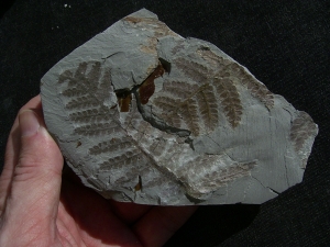 Permian plants from Sobernheim