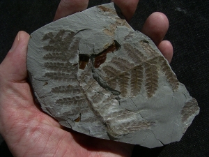 Permian plants from Sobernheim