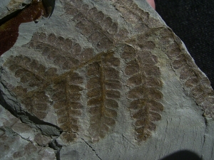 Permian plants from Sobernheim