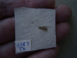 Insect Oligocene age