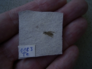 Insect Oligocene age