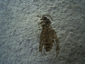 Insect Oligocene age