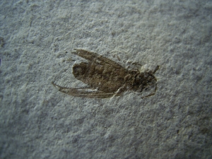 Insect Oligocene age