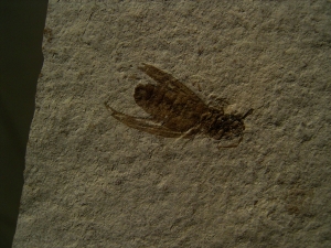 Insect Oligocene age