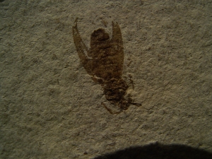 Insect Oligocene age