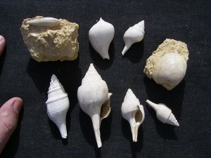 Schnecken und Muscheln - Lot Pariser Becken