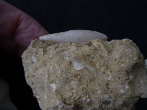 Schnecken und Muscheln - Lot Pariser Becken
