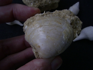 Schnecken und Muscheln - Lot Pariser Becken