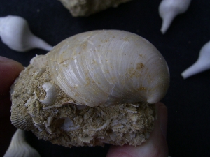 Schnecken und Muscheln - Lot Pariser Becken