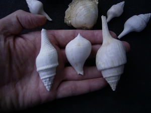 Schnecken und Muscheln - Lot Pariser Becken
