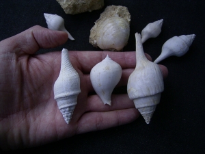 Schnecken und Muscheln - Lot Pariser Becken