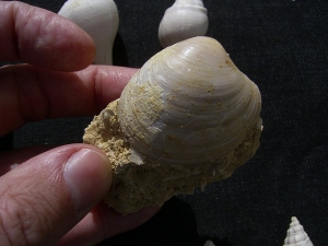 Schnecken und Muscheln - Lot Pariser Becken