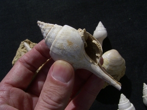 Schnecken und Muscheln - Lot Pariser Becken