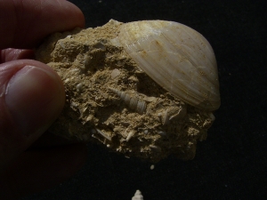 Schnecken und Muscheln - Lot Pariser Becken