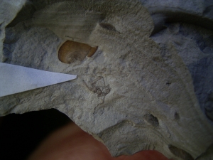 Insektenplatte aus der Kreidezeit