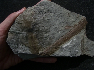 Permpflanzen aus Bad Sobernheim