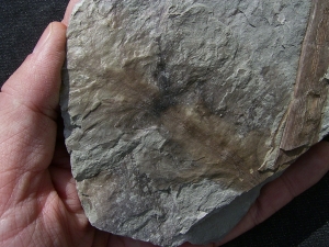 Permpflanzen aus Bad Sobernheim