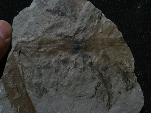 Permpflanzen aus Bad Sobernheim