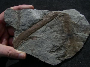 Permpflanzen aus Bad Sobernheim