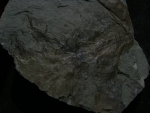 Permpflanzen aus Bad Sobernheim