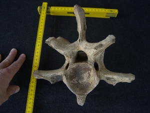 Bison priscus Halswirbel