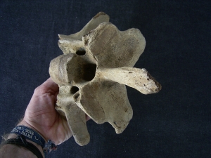 Bison priscus Halswirbel