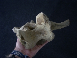 Bison priscus Halswirbel