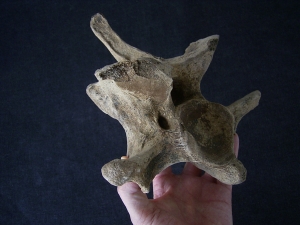 Bison priscus Halswirbel