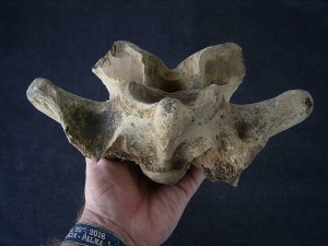 Bison priscus Halswirbel