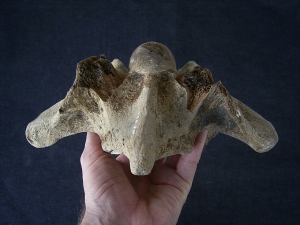 Bison priscus Halswirbel