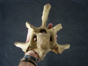 Bison priscus Halswirbel