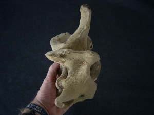Bison priscus Halswirbel